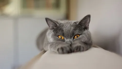 Котики Картинки кошка, лежащая на стуле