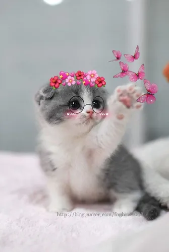 Котики Картинки кошка с цветами на голове