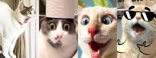 Котики Картинки коллаж с изображением кота