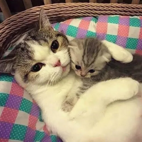Котики Картинки пара котят лежала на одеяле