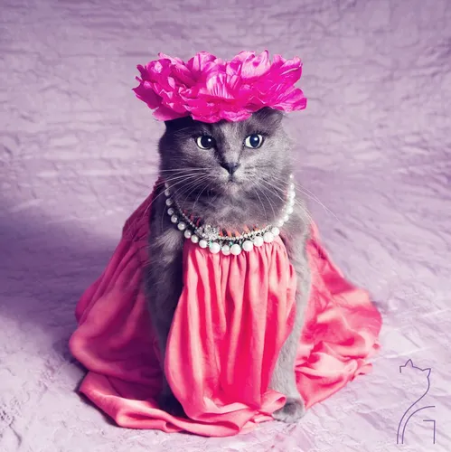 Котики Картинки кошка в розовом платье