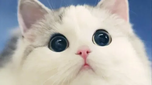Котики Картинки белая кошка с большими глазами