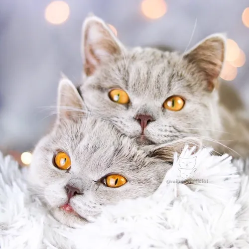 Котики Картинки пара кошек