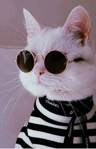 Котики Картинки кошка в солнцезащитных очках