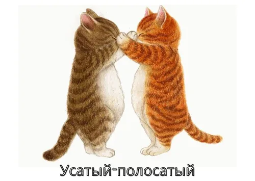 Котики Картинки две кошки трогают носы
