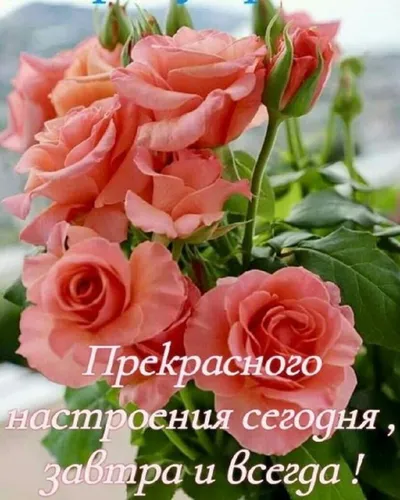 Красивые С Добрым Утром Картинки группа роз