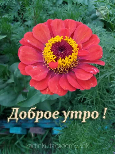 Красивые С Добрым Утром Картинки красный цветок с желтым центром