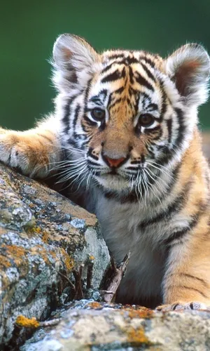 Тигр Обои на телефон тигр, лежащий на скале