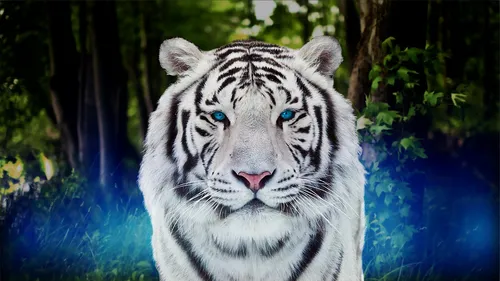 Тигр Обои на телефон белый тигр с голубыми глазами
