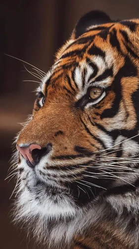 Тигр Обои на телефон тигр с высунутым языком