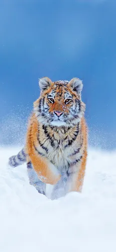 Тигр Обои на телефон тигр на снегу