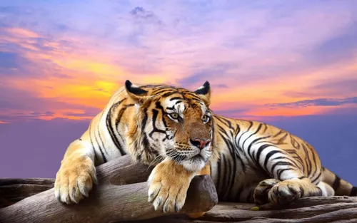 Тигр Обои на телефон тигр, лежащий на бревне