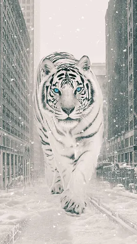 Тигр Обои на телефон белый тигр гуляет по снегу