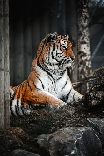 Тигр Обои на телефон фото на Samsung