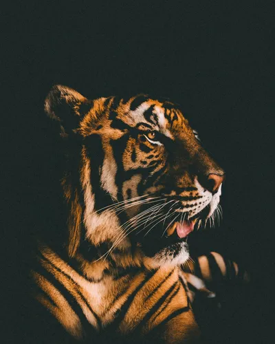 Тигр Обои на телефон фотография