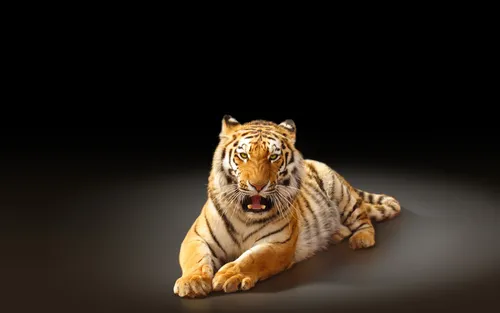Тигр Обои на телефон тигр лежа
