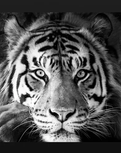 Тигр Обои на телефон черно-белая фотография тигра