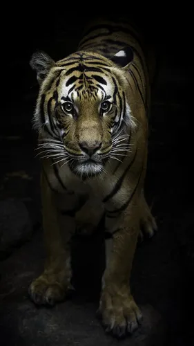 Тигр Обои на телефон тигр, стоящий на задних лапах