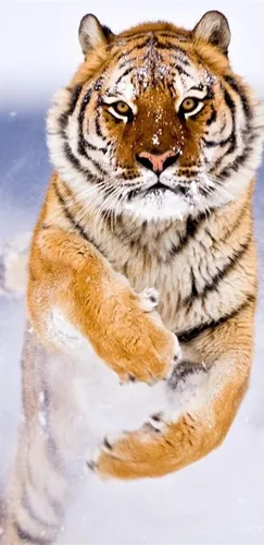 Тигр Обои на телефон тигр с поднятыми лапами