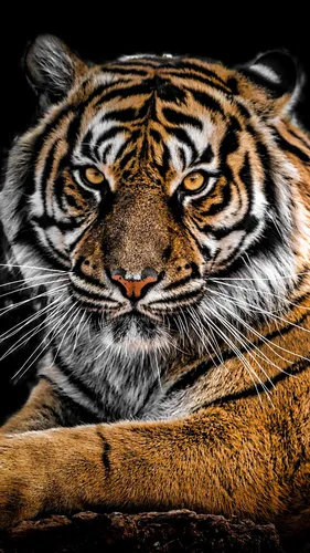 Тигр Обои на телефон тигр с желтыми глазами