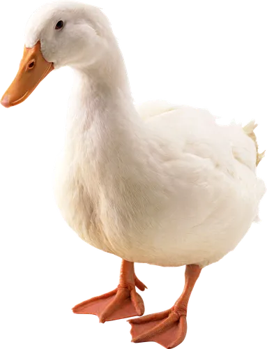 Png Картинки белая утка с длинным клювом
