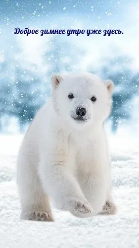 Доброе Зимнее Утро Картинки белый белый медведь