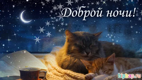 Доброй Ночи Красивые Необычные Картинки две кошки лежат рядом с бокалом пива