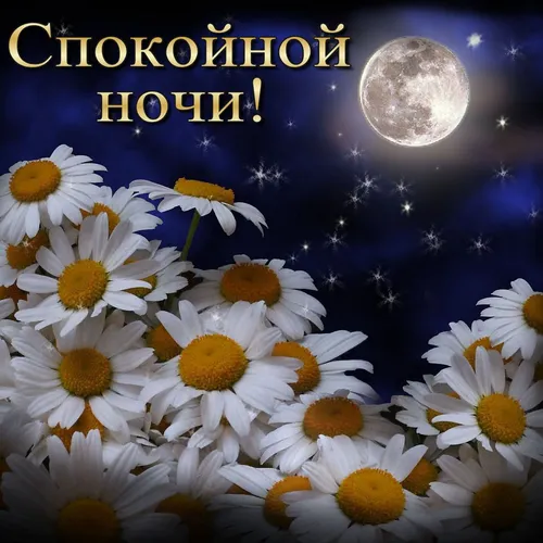 Доброй Ночи Красивые Необычные Картинки группа белых цветов