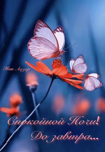 Доброй Ночи Красивые Необычные Картинки бабочка на цветке