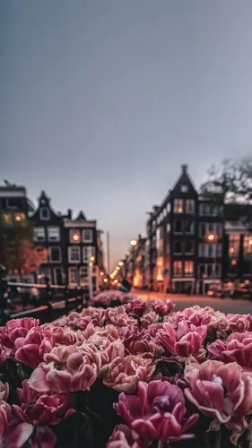 Цветы Hd Обои на телефон группа цветов перед зданиями