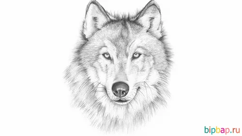 Для Срисовки Карандашом Картинки волк на белом фоне