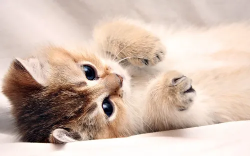 Котиков Картинки детеныш лисы, лежащий на спине