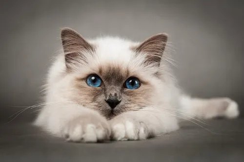 Котиков Картинки котенок с голубыми глазами