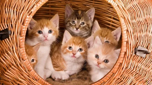 Котиков Картинки группа котят в корзине