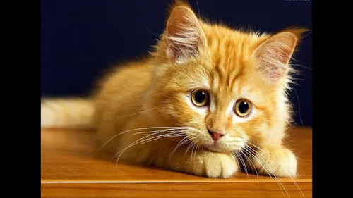 Котиков Картинки кот на деревянной поверхности