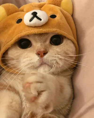 Котиков Картинки кошка в шляпе