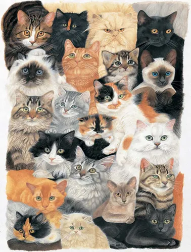 Котиков Картинки группа кошек