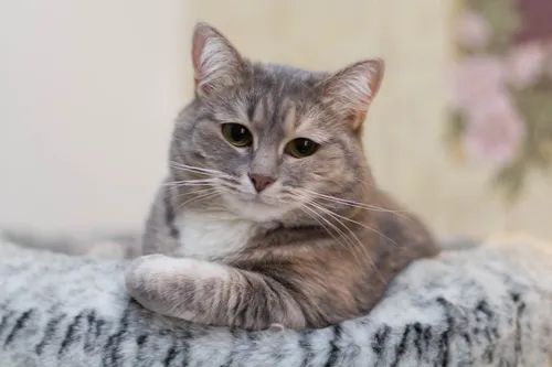 Котиков Картинки кошка, лежащая на одеяле