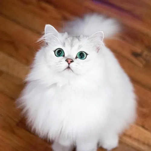 Котиков Картинки белая кошка с зелеными глазами