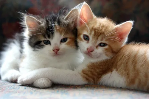 Котиков Картинки группа котят