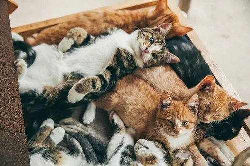 Котиков Картинки группа котят, лежащих вместе