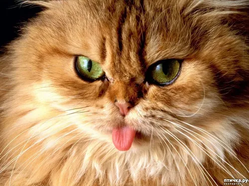 Котиков Картинки кошка облизывает губы