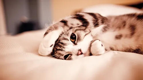 Котиков Картинки кошка, лежащая на кровати