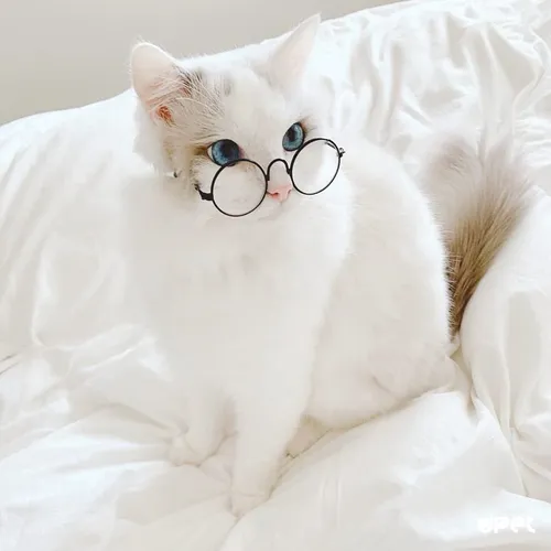 Котиков Картинки белый кот в очках
