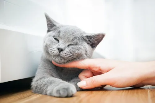Котиков Картинки кошка с лапой на руке человека