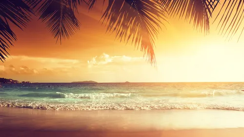 Море Картинки пляж с пальмой