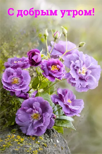 С Добрым Утром Со Смыслом Картинки группа фиолетовых цветов
