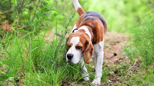 Собак Картинки собака гуляет по траве