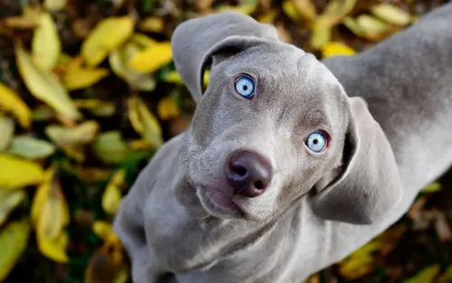 Собак Картинки собака с голубыми глазами
