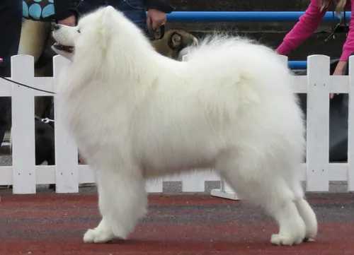 Собак Картинки белая собака с синими перилами